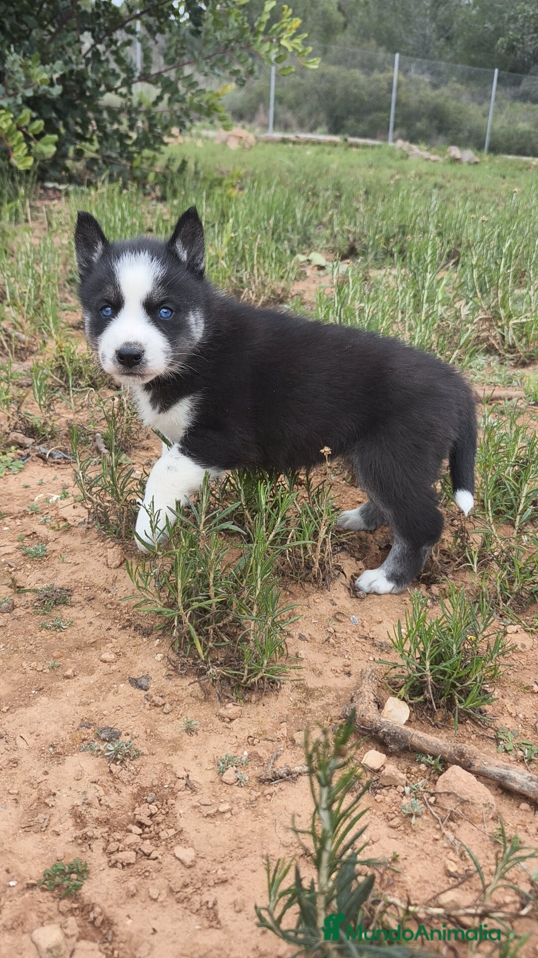 Husky Siberiano perros en venta: Husky SIBERIANO disponibles  - Anuncio 18