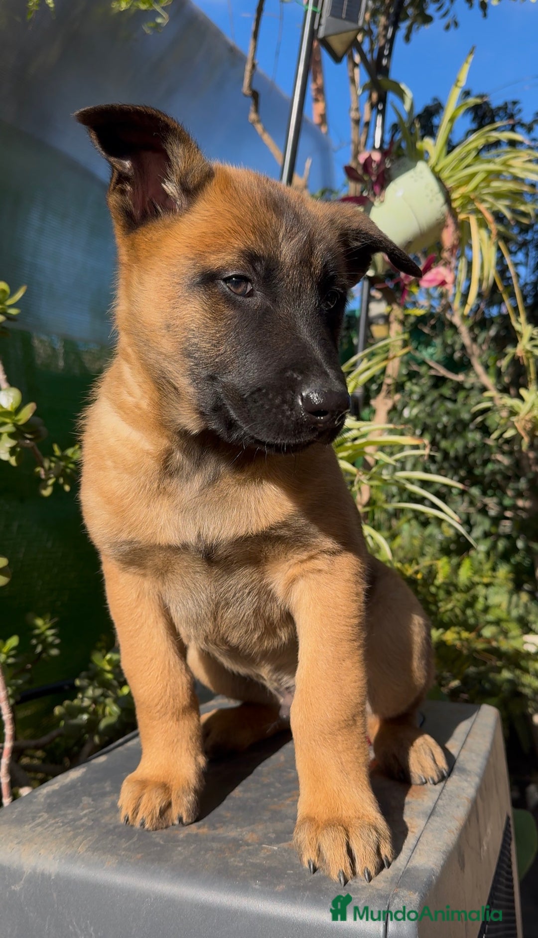 Pastor Belga Malinois perros en venta: Pastor Belga Malinois - Anuncio 31