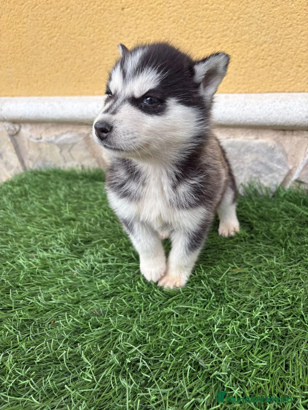 Husky Siberiano perros en venta: Husky siberiano hembra  - Anuncio 7