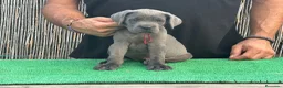 Cane Corso perros en venta: Cachorros de Cane Corso Barcelona - Anuncio 3