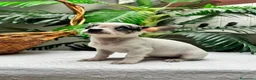 Chihuahua perros en venta: CHIHUAHUA HEMBRA - Anuncio 5