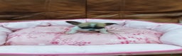 Chihuahua perros en venta: CHIHUAHUA TOY  - Anuncio 6