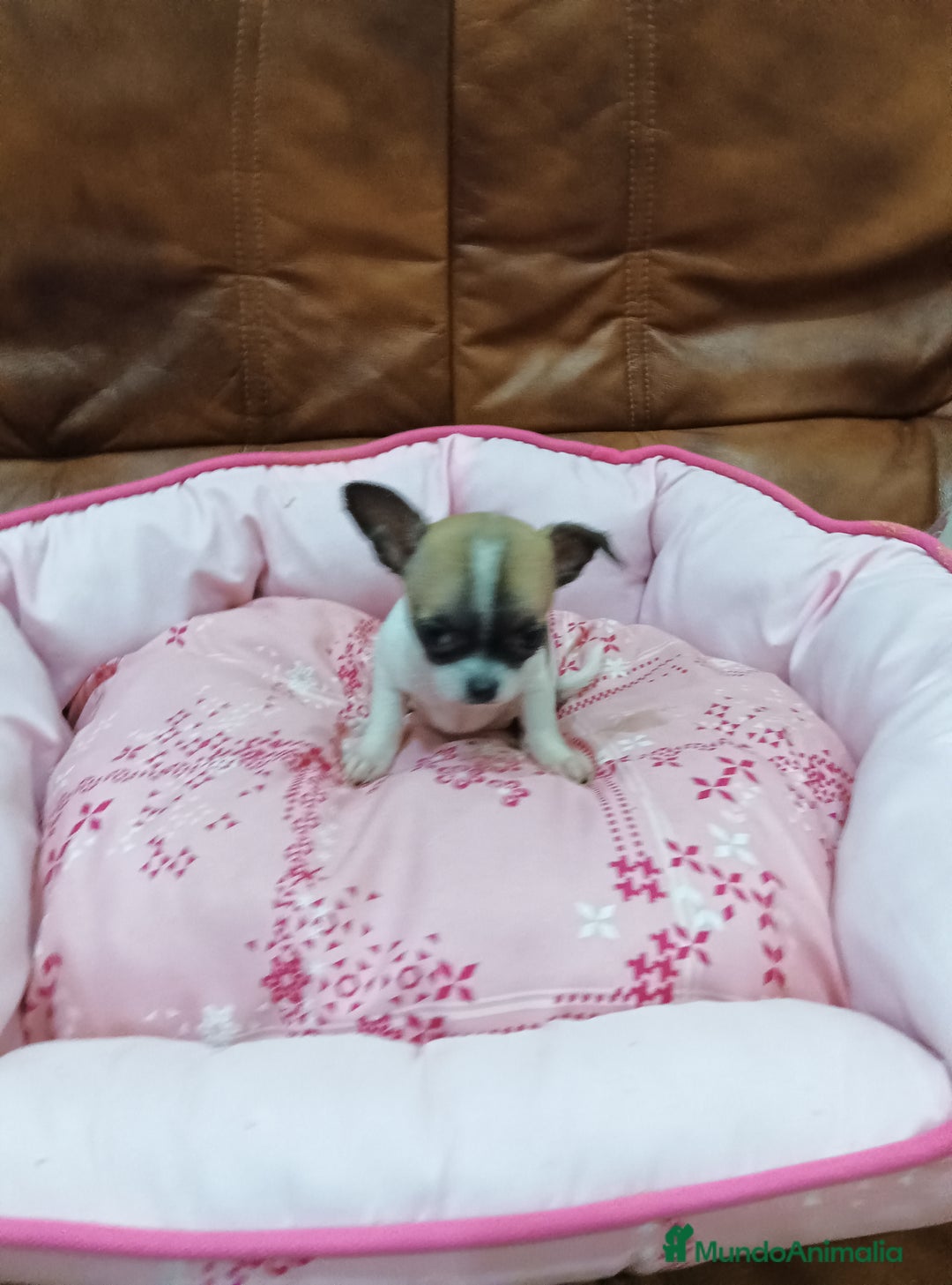 Chihuahua perros en venta: CHIHUAHUA TOY  - Anuncio 6