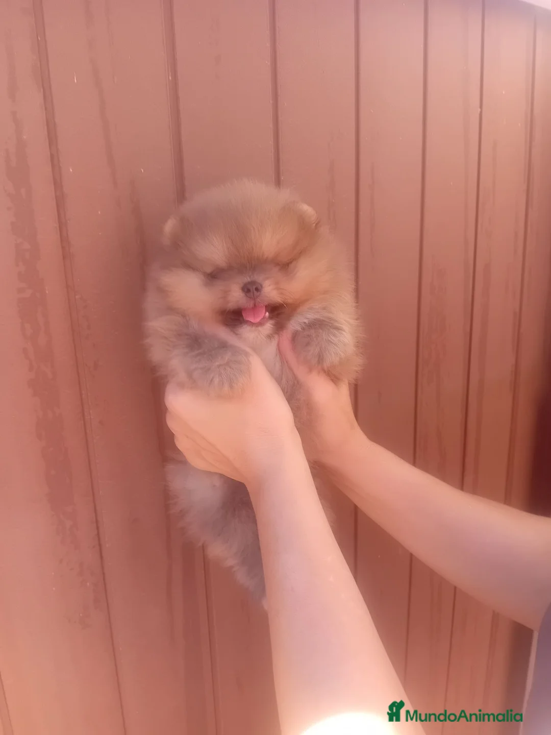 Pomerania perros en venta: ‼️POMERANIAS AMERICANOS TAMAÑO TOY - Anuncio 1