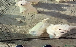 Bichón Maltés perros en venta: Bichón maltés toy  - Imagen 7