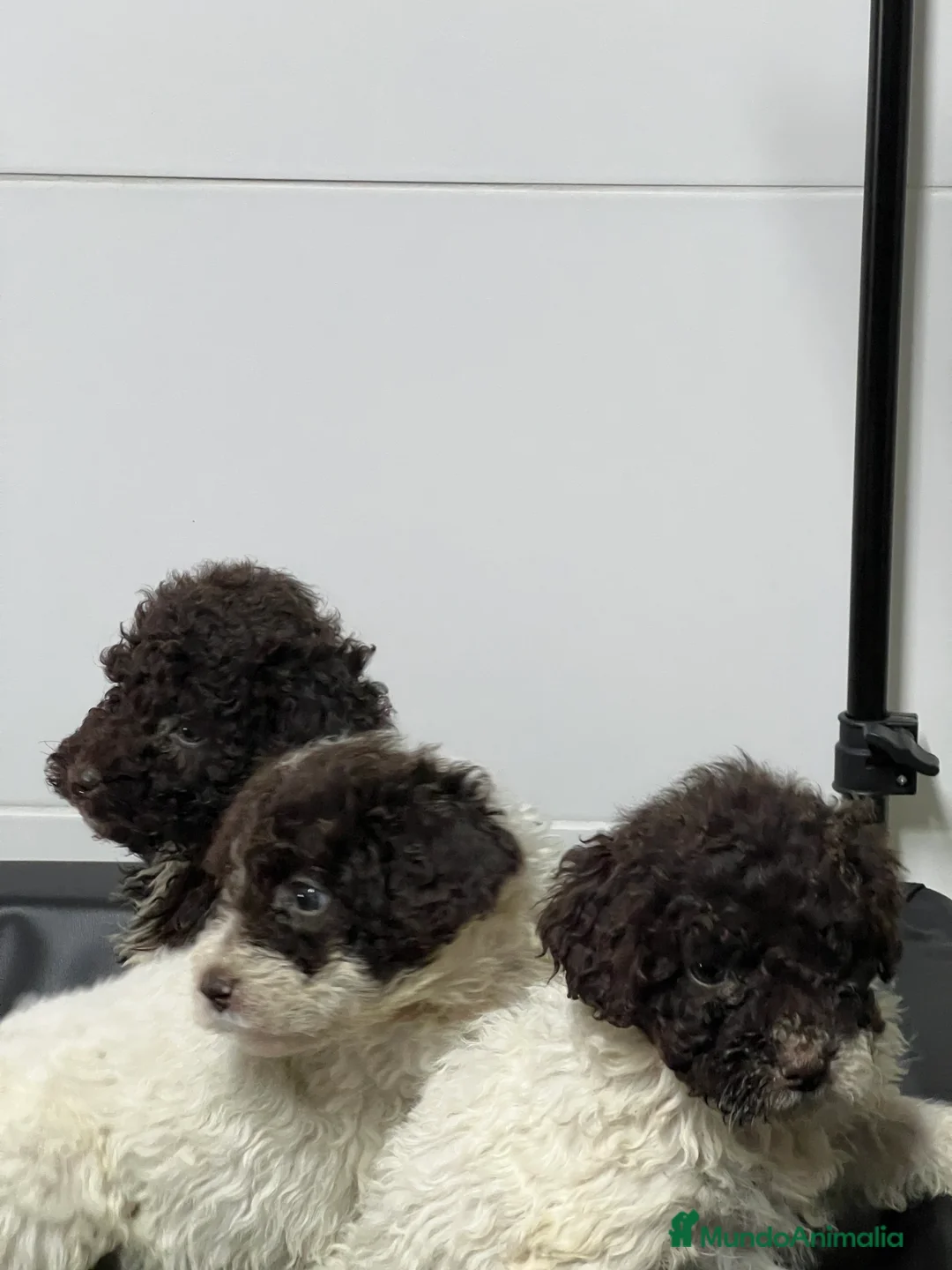 Perro de Agua Español perros en venta: Perro aguas choco y blanco choco  - Anuncio 3