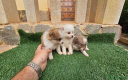 Pomerania perros en venta: Bonitos pomeranias  - Imagen 6