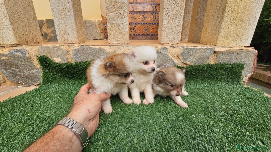 Pomerania perros en venta: Bonitos pomeranias  - Imagen 6