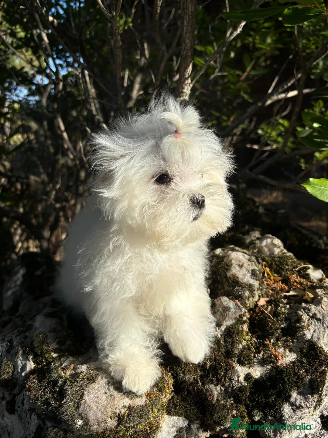 Bichón Maltés perros en venta: Bichon Maltés  - Anuncio 7