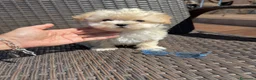 Maltipoo perros en venta: Maltipoo Macho Disponible!!! - Anuncio 2