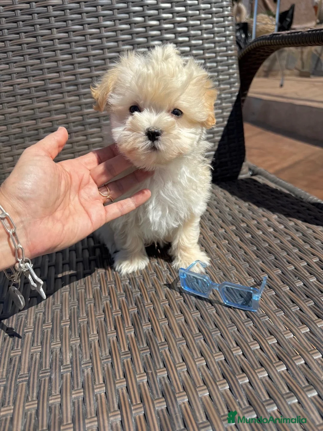 Maltipoo perros en venta: Maltipoo Macho Disponible!!! - Anuncio 2