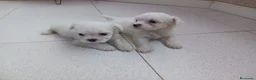 Bichón Maltés perros en venta: Bichón Maltés - Anuncio 5