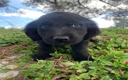 Golden Retriever perros en venta: GOLDEN RETRIEVER  - Imagen 6