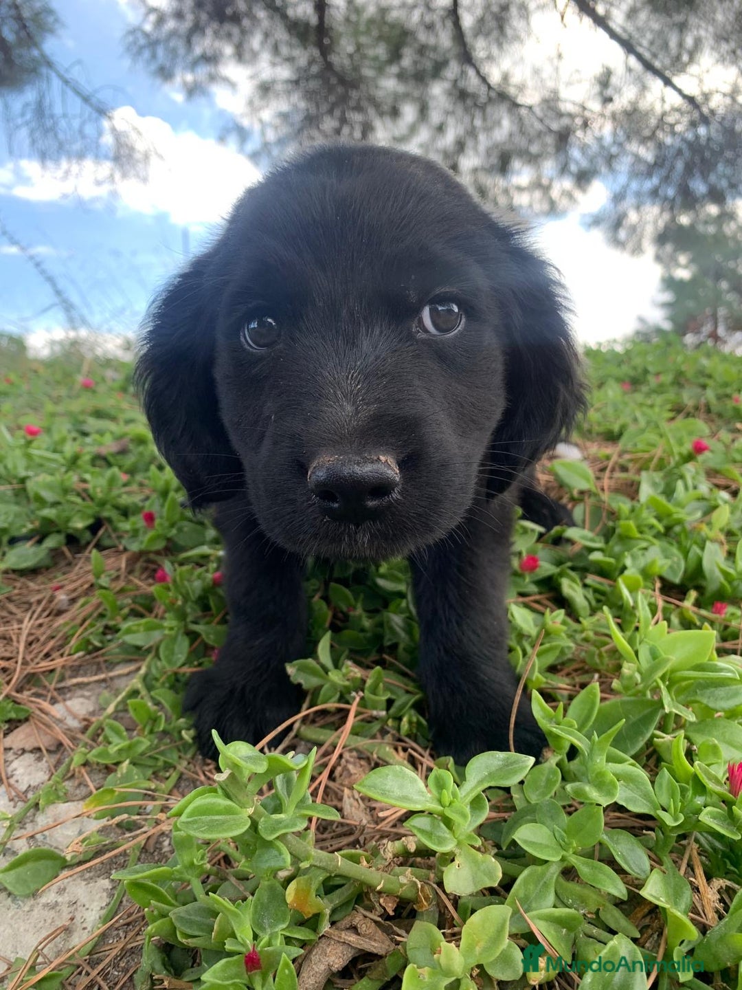 Golden Retriever perros en venta: GOLDEN RETRIEVER  - Imagen 6