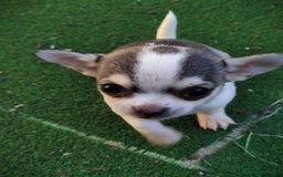 Chihuahua perros en venta: Hembra chihuahua  - Anuncio 4