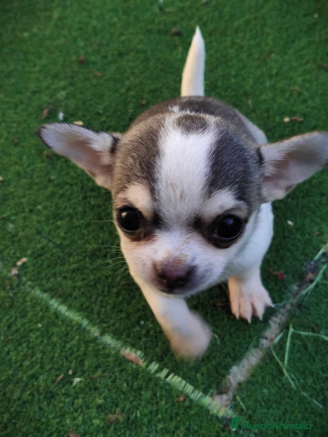 Chihuahua perros en venta: Hembra chihuahua  - Anuncio 4