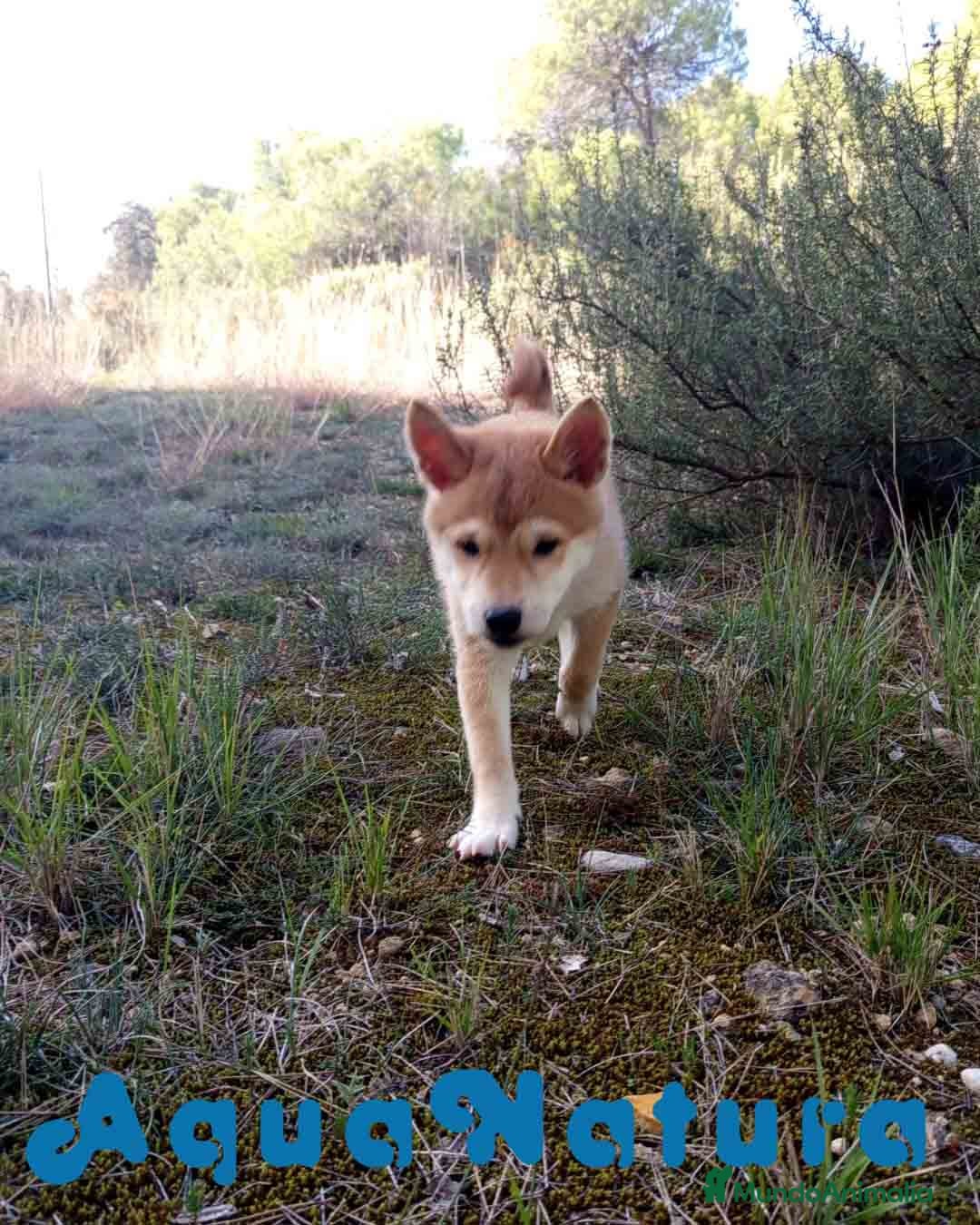 Shiba Inu perros en venta: Shiba Inu Hembra de Alba y Simbad 1722 AQUANATURA - Anuncio 2