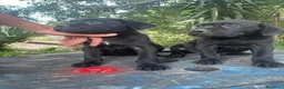 Cane Corso perros en venta: Disponible Cane Corso de Calidad  - Anuncio 2