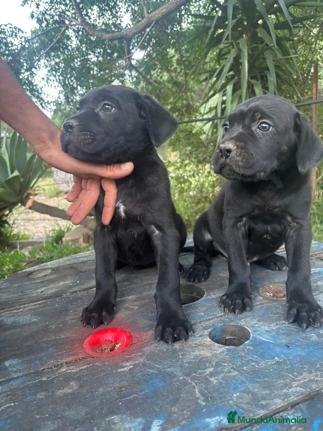 Cane Corso perros en venta: Disponible Cane Corso de Calidad  - Anuncio 2