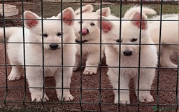 Pastor Blanco Suizo perros en venta: Cachorros Pastor Suizo - Imagen 2