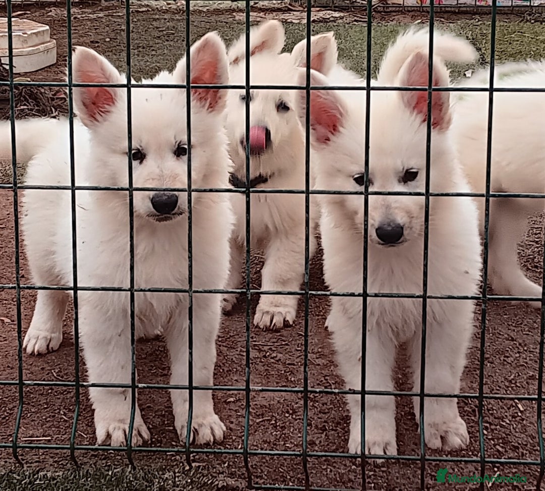 Pastor Blanco Suizo perros en venta: Cachorros Pastor Suizo - Imagen 2