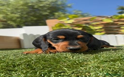 Teckel Miniatura perros en venta: TECKEL MINIATURA - Imagen 18