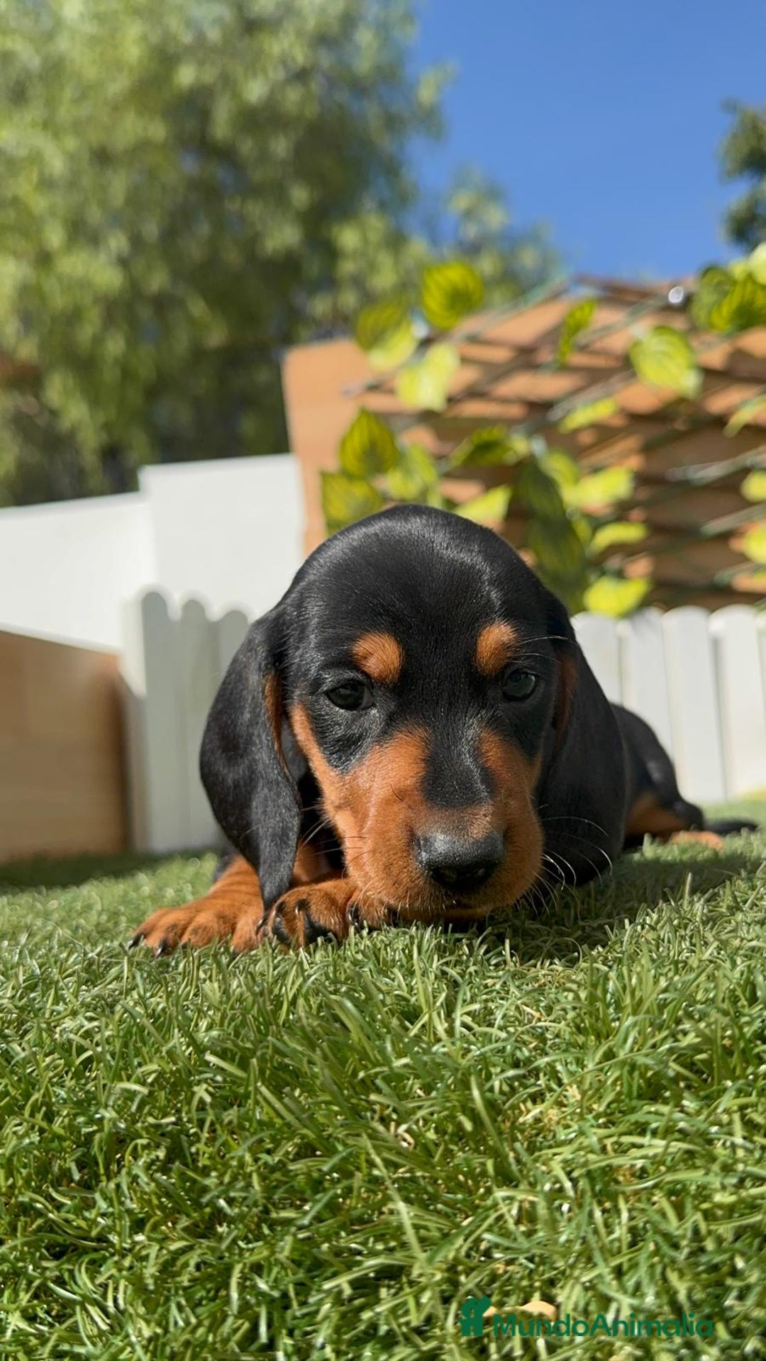Teckel Miniatura perros en venta: TECKEL MINIATURA - Imagen 18