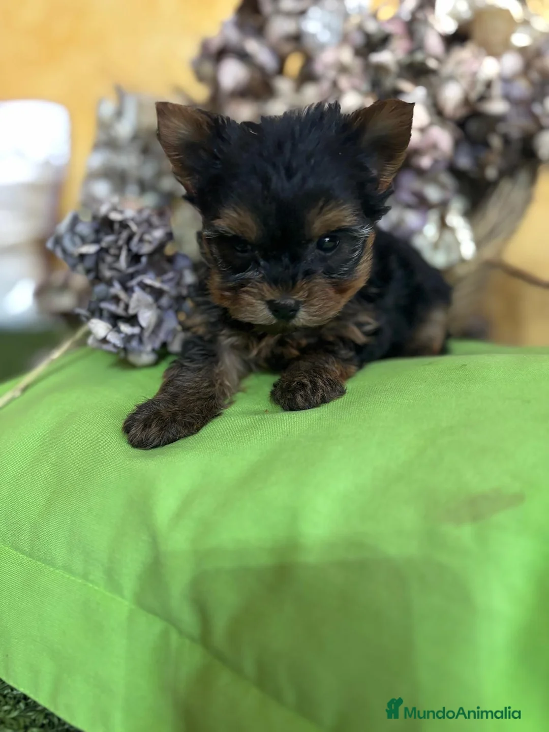 Yorkshire Terrier perros en venta: Yorkshire toy macho y hembra  - Anuncio 5