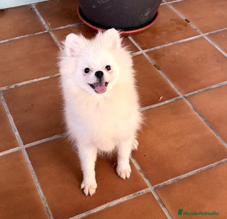 Pomerania perros Pomerania hembra muy pequeñita !!! - Anuncio 1