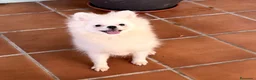 Pomerania perros en venta: Pomerania hembra muy pequeñita !!! - Anuncio 1