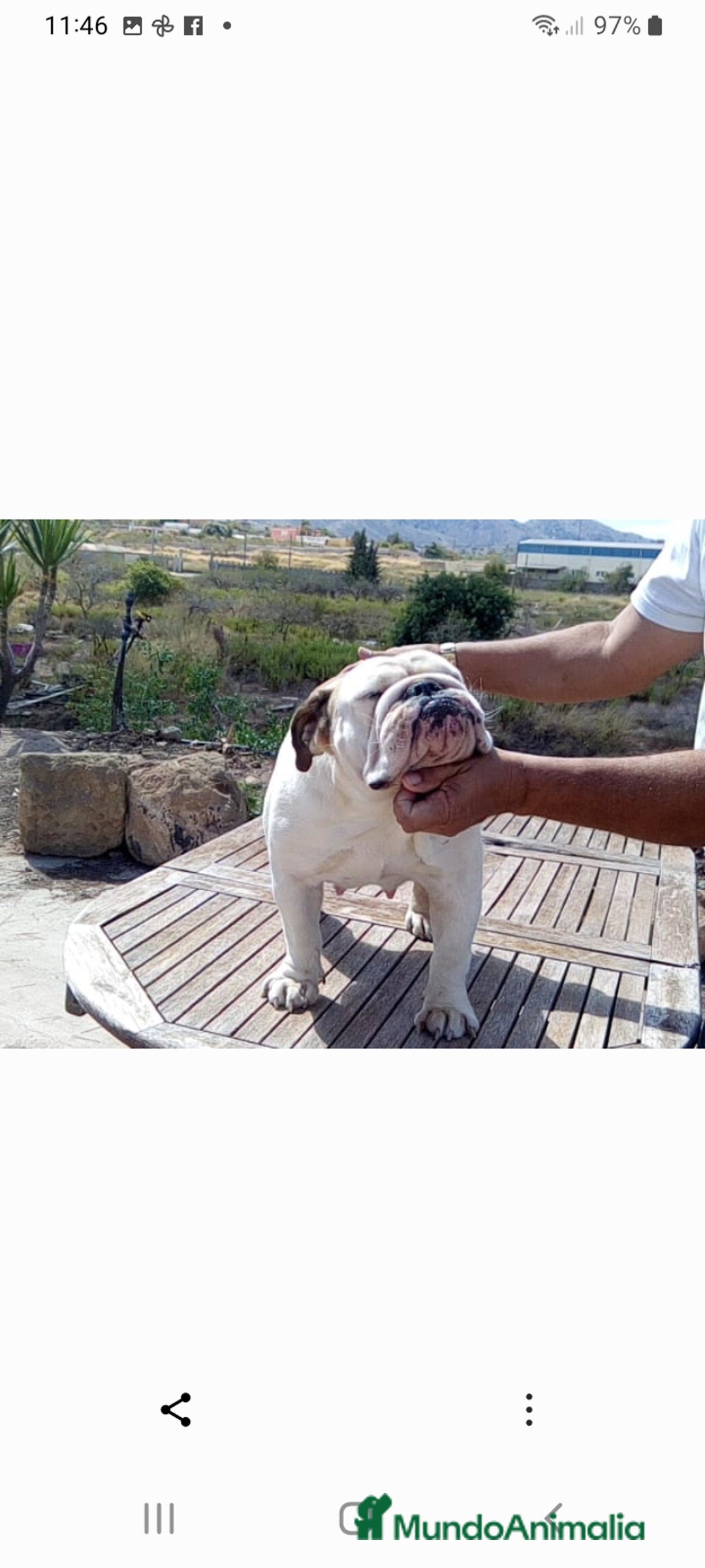 Bulldog Inglés perros en venta: Hembra bulldog ingles - Anuncio 2