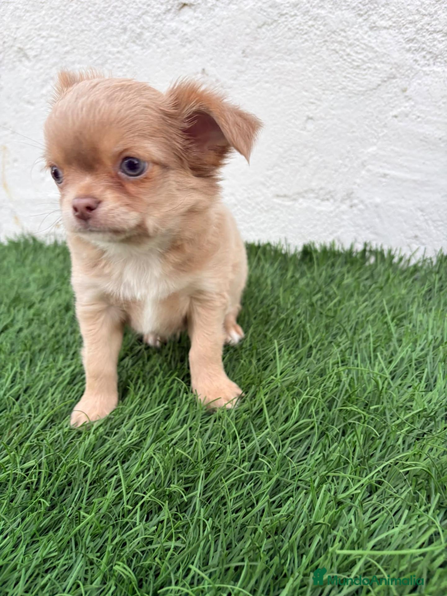 Chihuahua perros Chihuahua  - Anuncio 1