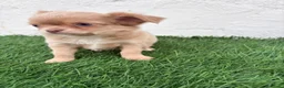 Chihuahua perros en venta: Chihuahua  - Anuncio 1