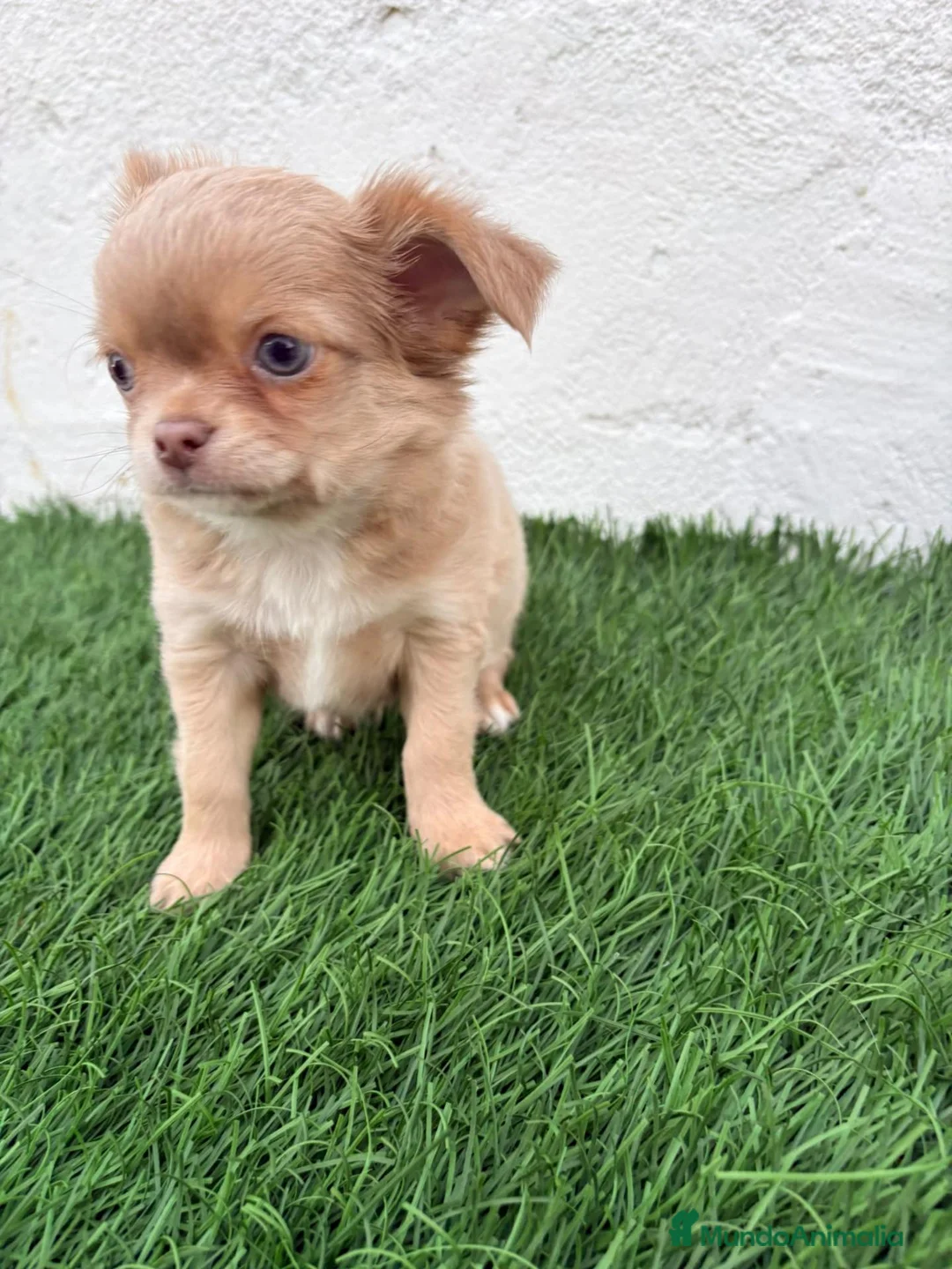 Chihuahua perros en venta: Chihuahua  - Anuncio 1