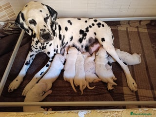 Dálmata perros Cachorros de dalmatas - Anuncio 3
