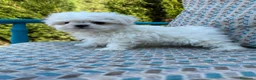 Bichón Maltés perros en venta: Bichon maltés líneas coreanas  - Anuncio 3