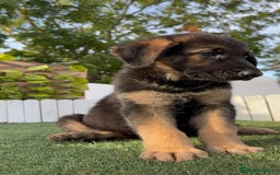 Pastor Alemán perros en venta: PASTOR ALEMAN HEMBRA - Imagen 1