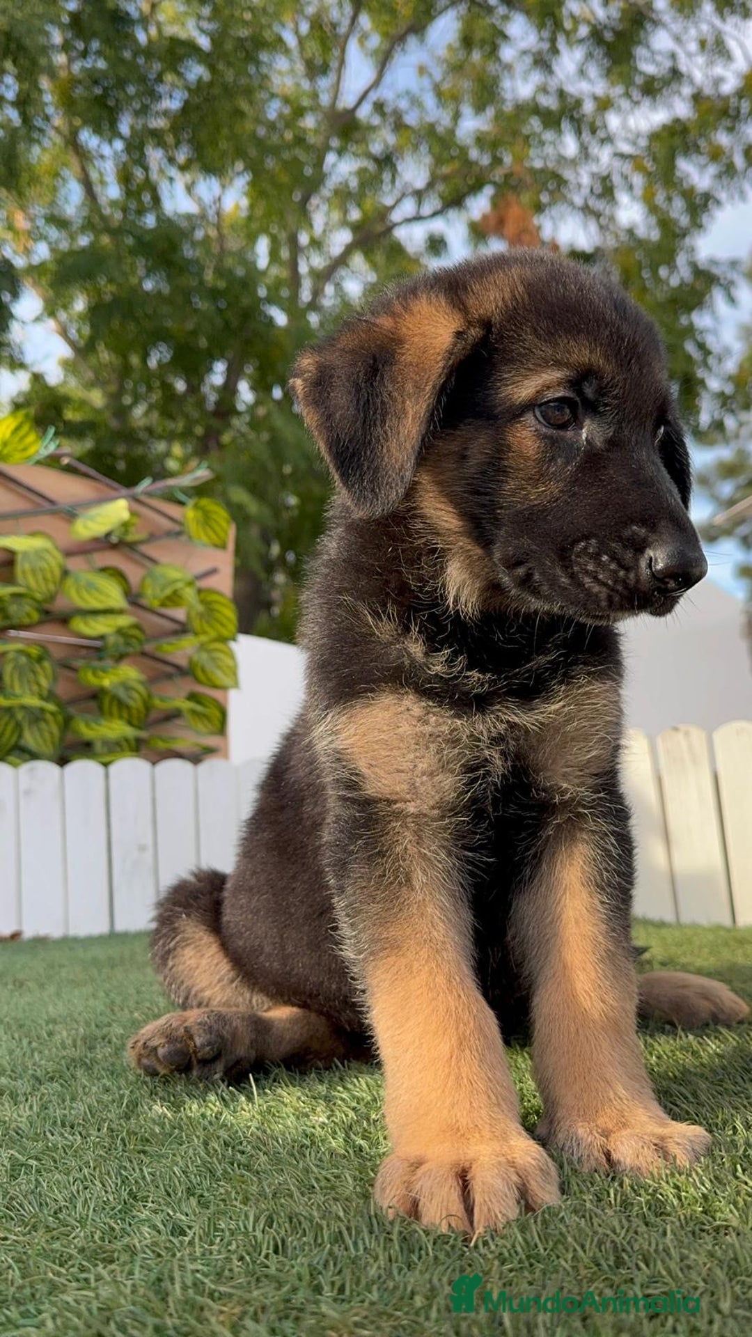 Pastor Alemán perros en venta: PASTOR ALEMAN HEMBRA - Imagen 1