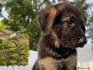 Pastor Alemán perros - Anuncio 1