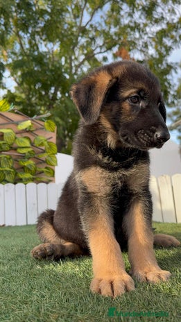 Pastor Alemán perros - Anuncio 1