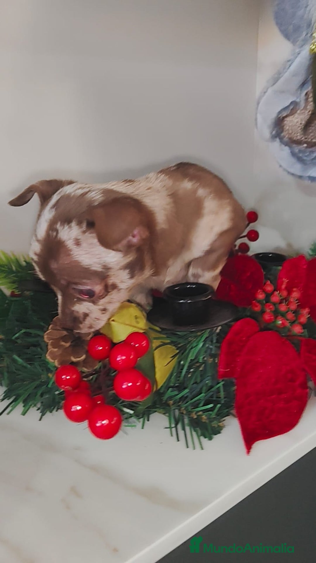 Chihuahua perros en venta: Hembra de chihuahua merle  - Anuncio 6