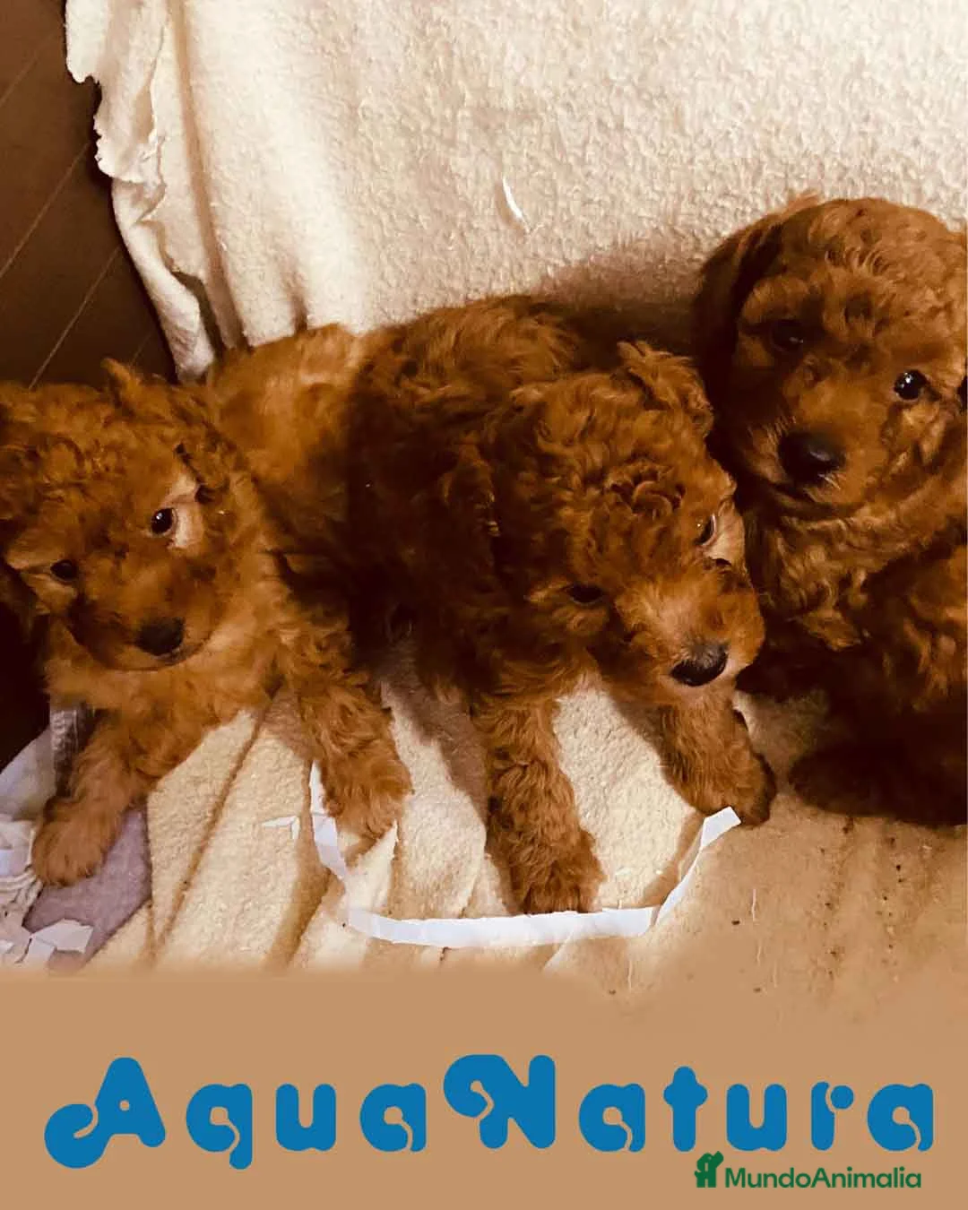 Caniche Toy perros en venta: Camada Caniche de Barbie y Can - AQUANATURA en Barcelona - Anuncio 4