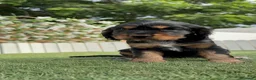 Cocker Spaniel Inglés perros en venta: COCKER SPANIEL INGLÉS  - Anuncio 16