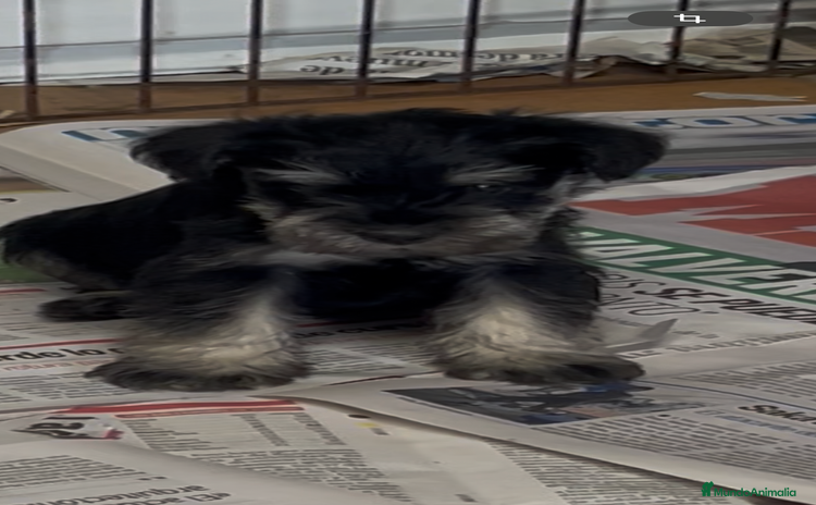 Schnauzer Miniatura perros - Anuncio 1