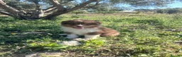 Pastor Australiano perros en venta: CACHORRO PASTOR AUSTRALIANO  - Anuncio 9
