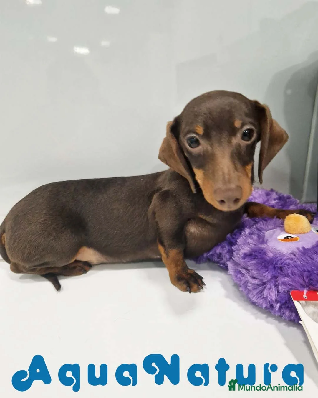 Teckel perros en venta: Teckel Macho de Lena 4482 AQUANATURA - Anuncio 5