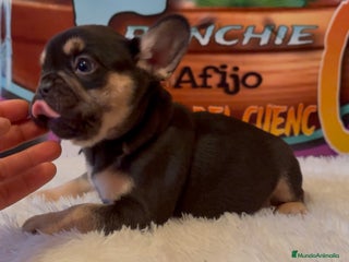 Bulldog Francés perros en Madrid - Anuncio 6