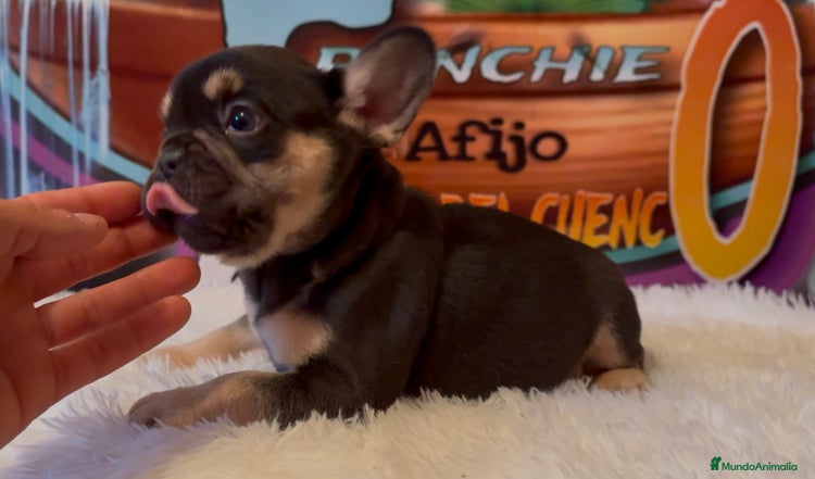 Bulldog Francés perros en Madrid - Anuncio 19