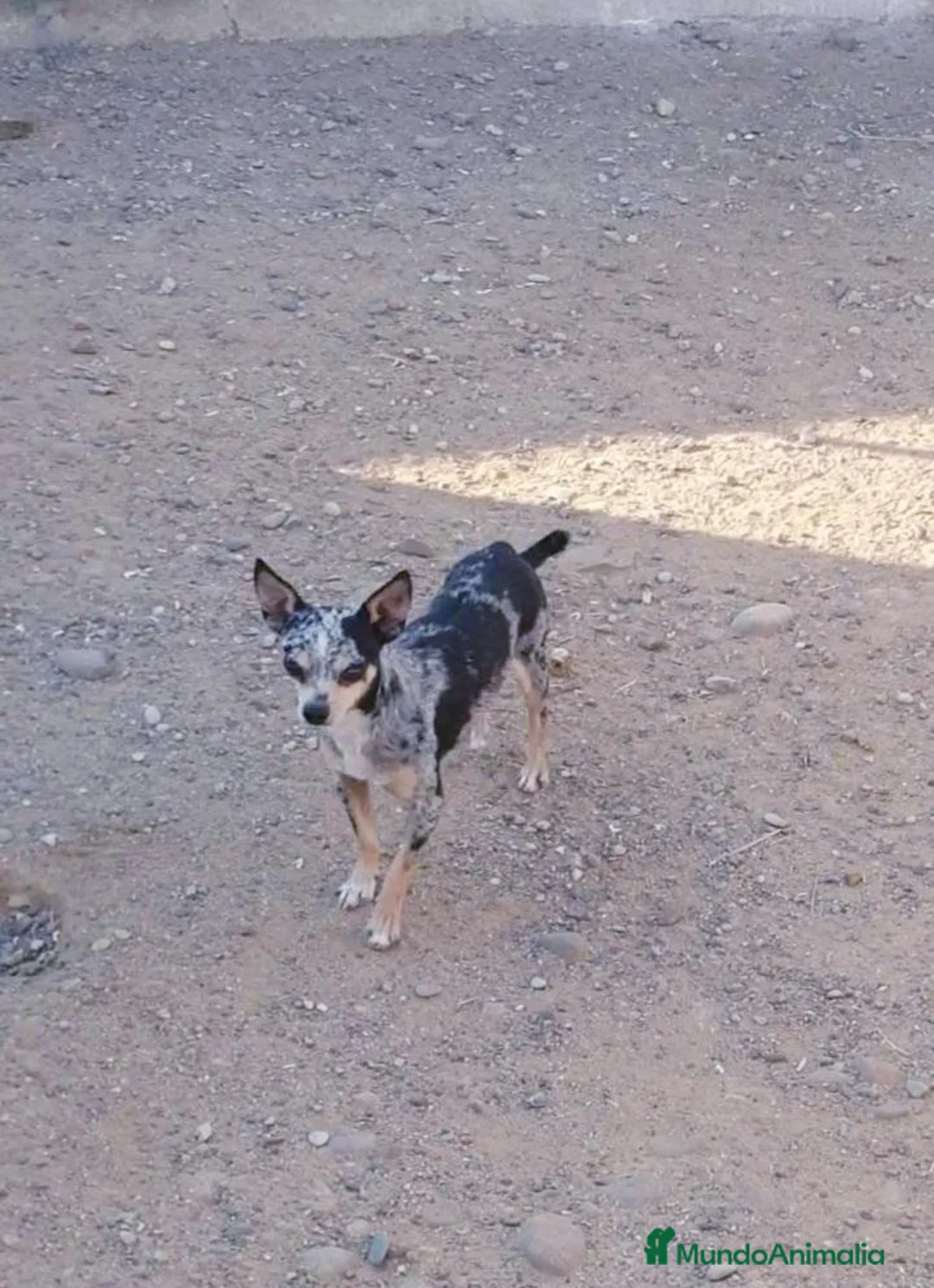Raza Mixta perros en venta: Mix Chihuahua -Pincher - Anuncio 6