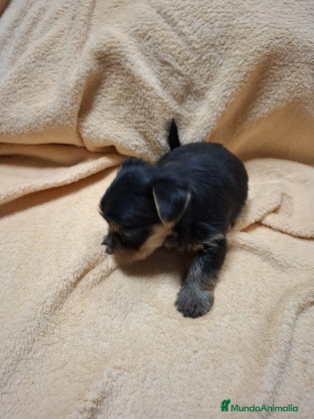 Yorkshire Terrier perros en venta: Disponibles Yorkshire Toy para entregar - Anuncio 4